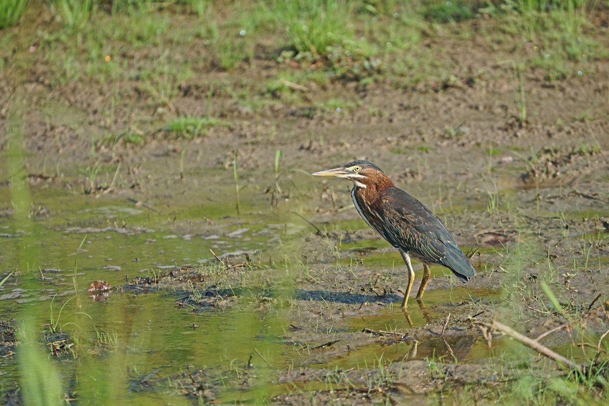 Green Heron - ML107735141