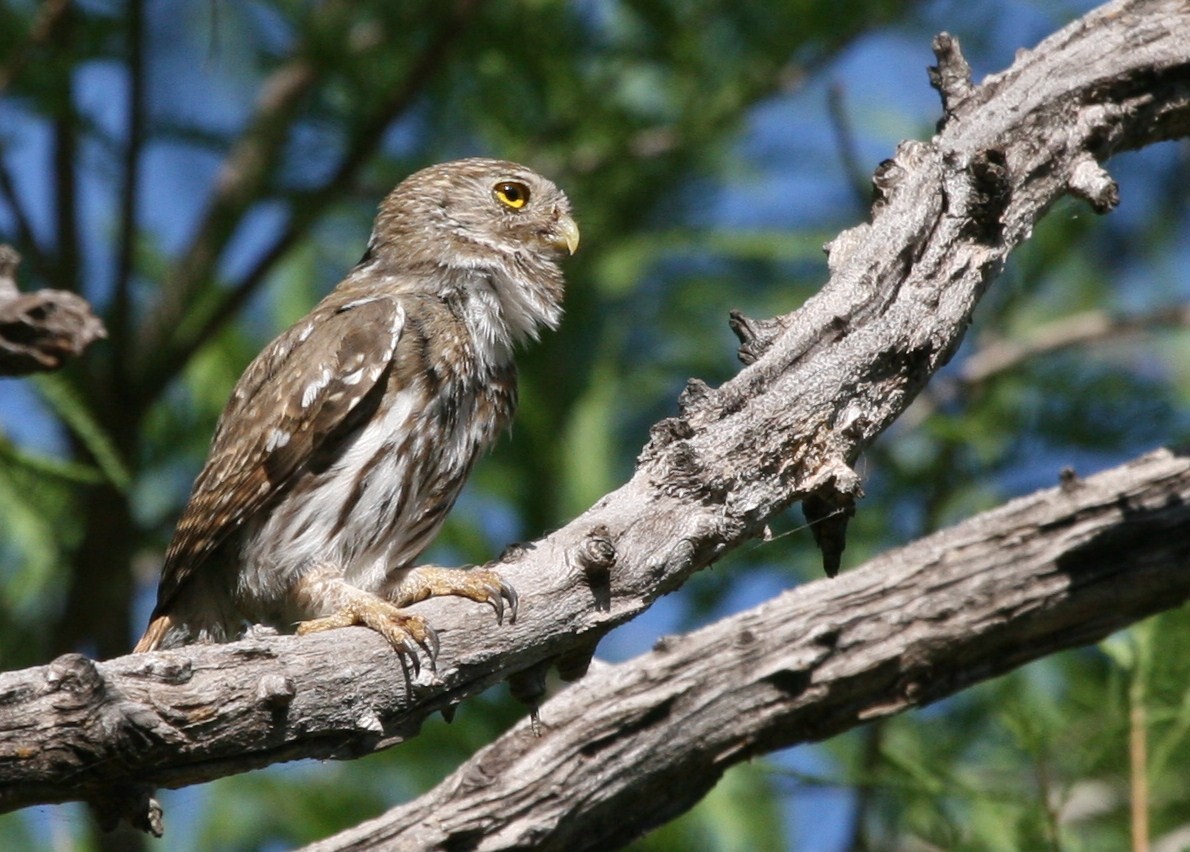 Ferruginous Pygmy-Owl - ML107739251
