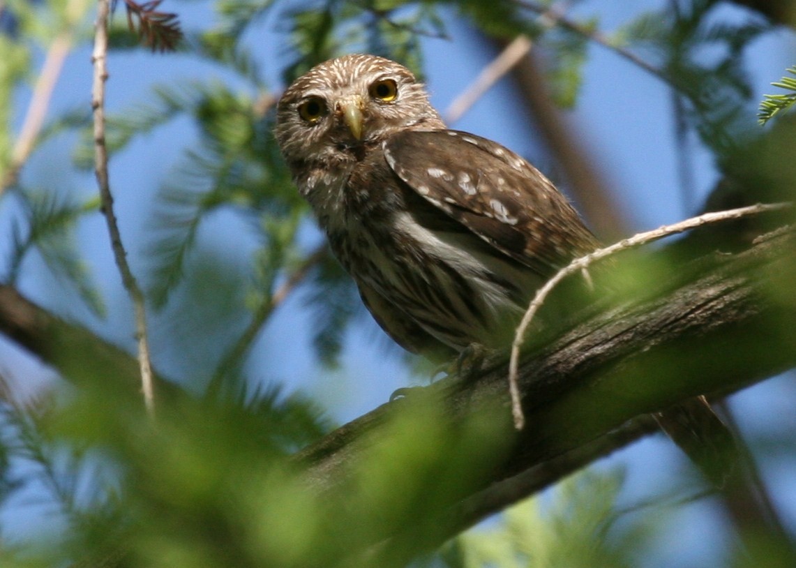 Ferruginous Pygmy-Owl - ML107739271