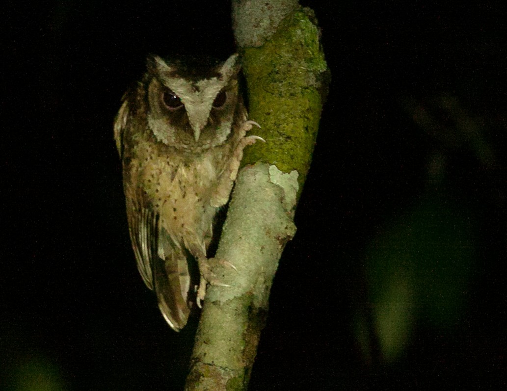 White-fronted Scops-Owl - ML107739441
