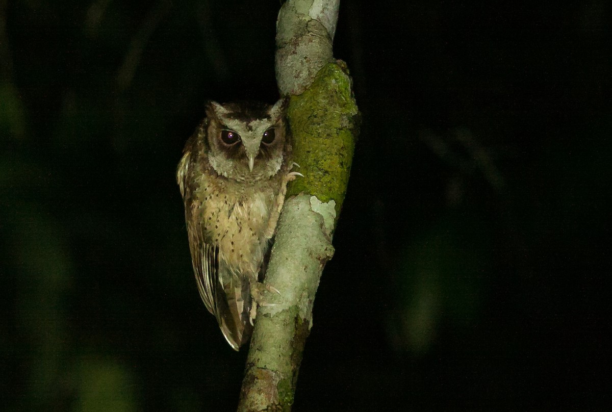 White-fronted Scops-Owl - ML107739451
