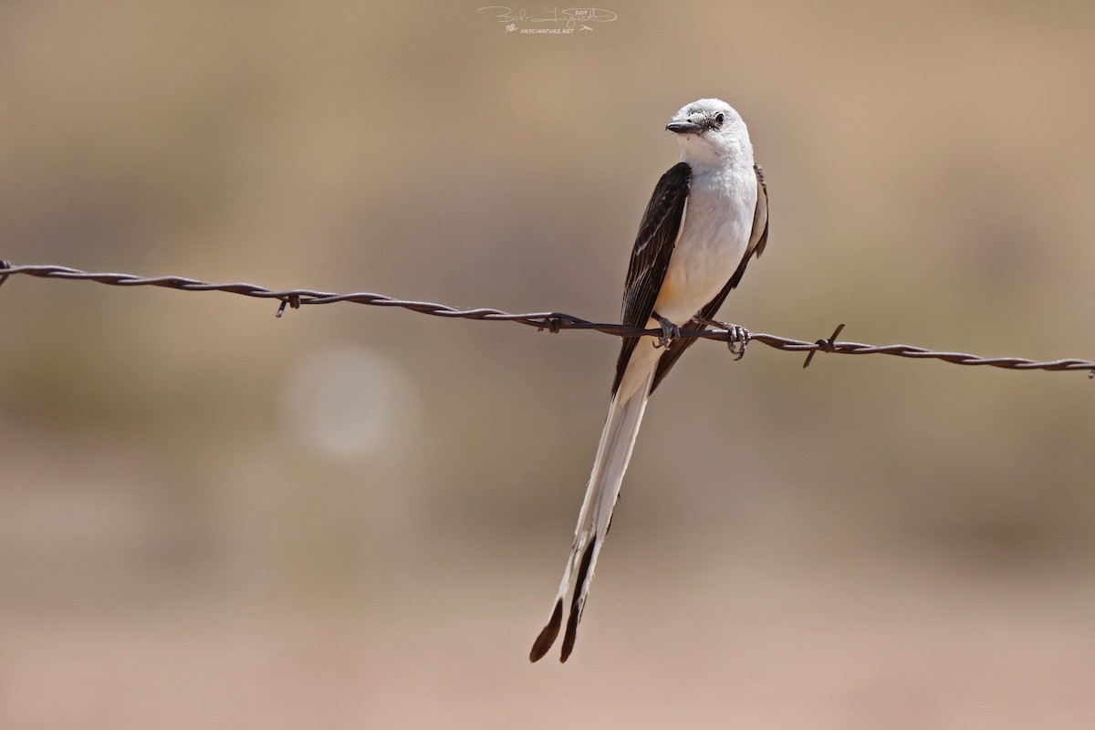 Scissor-tailed Flycatcher - Robert Ferguson