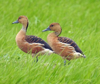 Fulvous Whistling-Duck, ML107743121