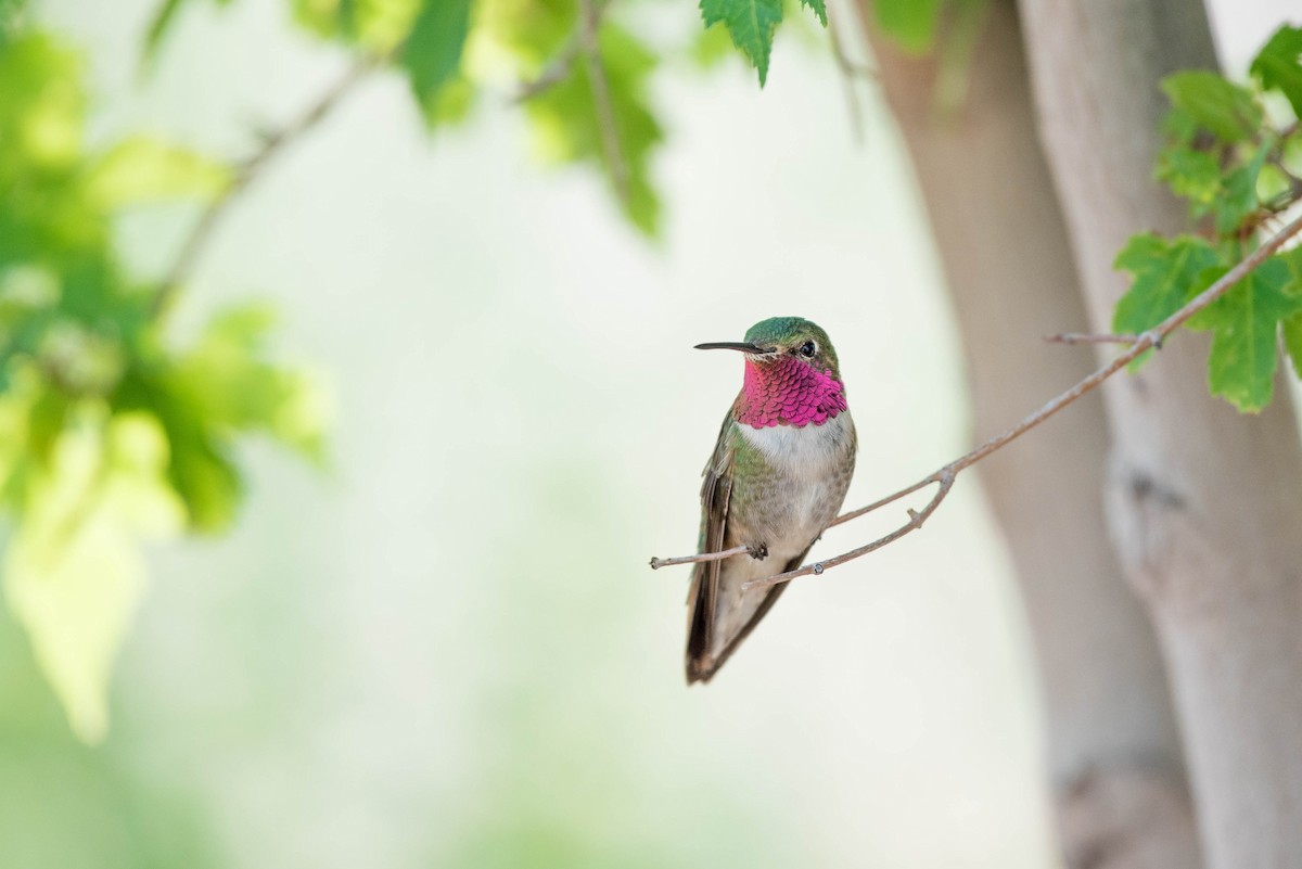 Broad-tailed Hummingbird - Cassidy Ficker