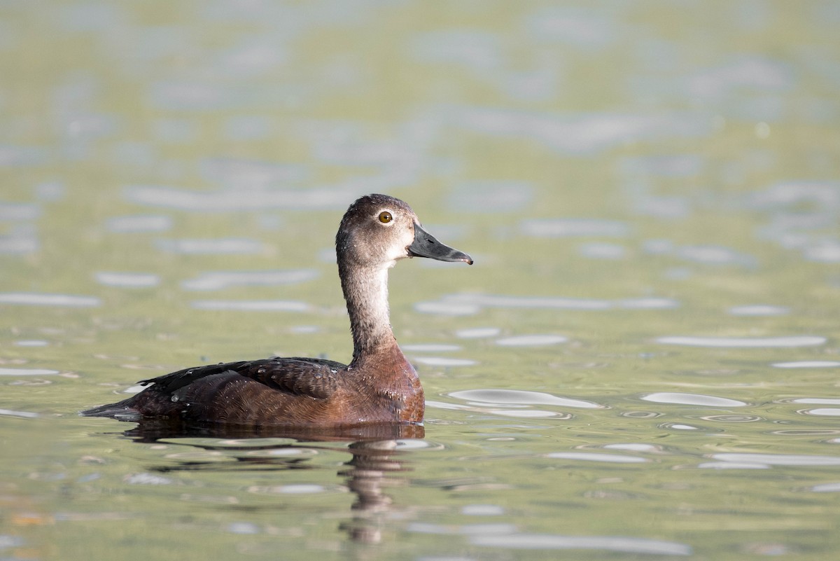 Ring-necked Duck - ML107743641
