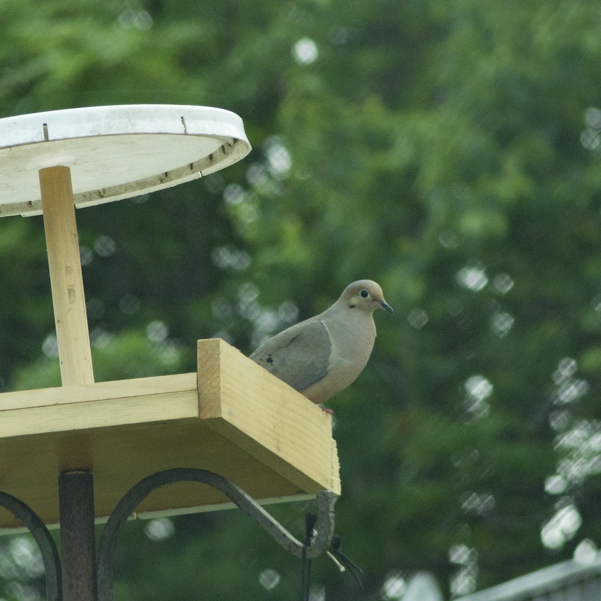 Mourning Dove - Woodward H. Pufflequins III