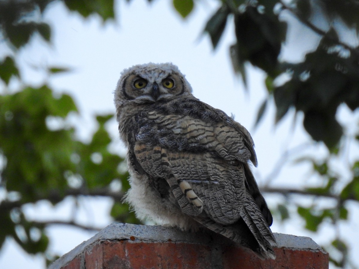 Great Horned Owl - ML107747751