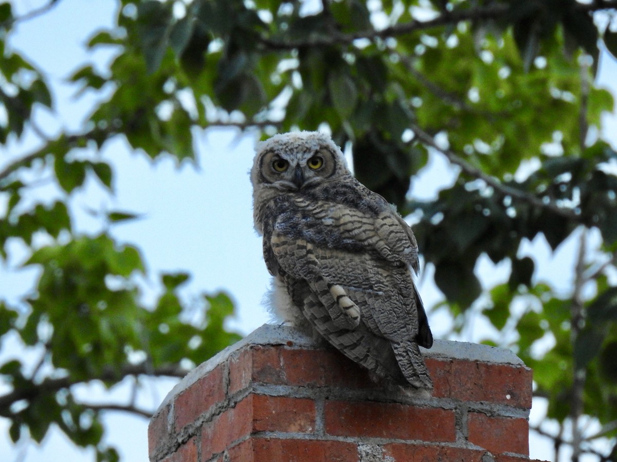Great Horned Owl - ML107747781
