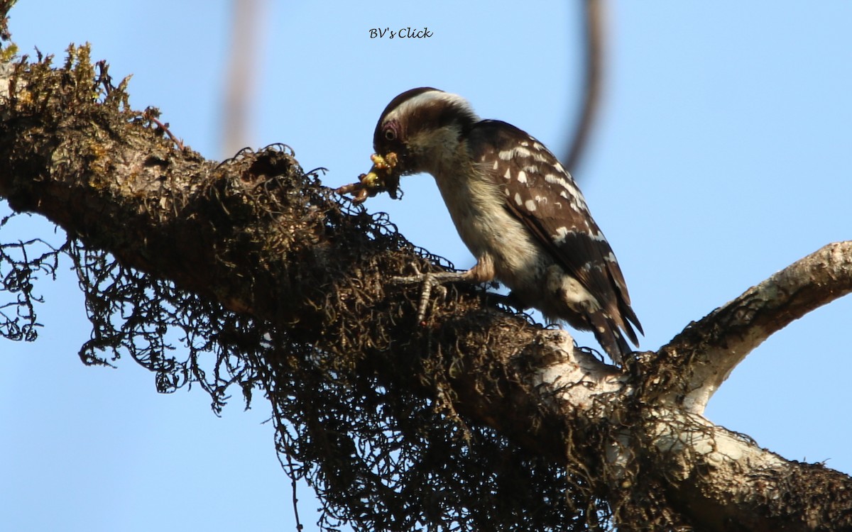 Brown-capped Pygmy Woodpecker - ML107748131