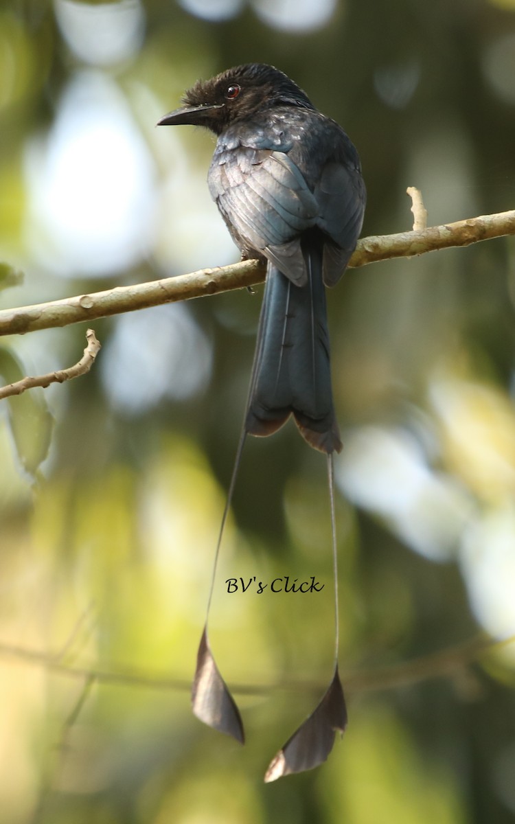 Greater Racket-tailed Drongo - Bhaarat Vyas