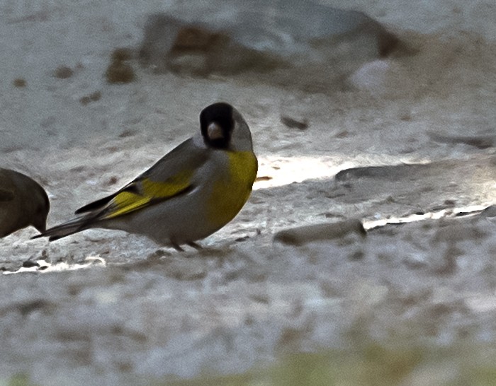 Lawrence's Goldfinch - ML107749901