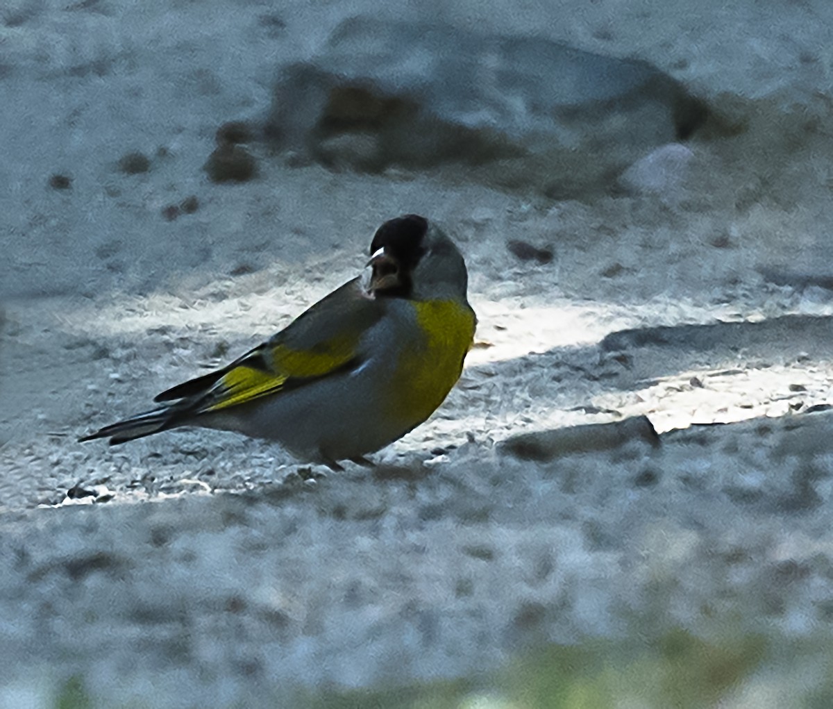 Lawrence's Goldfinch - ML107749911