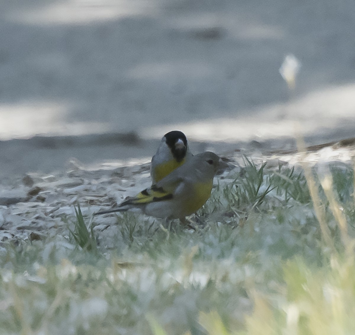 Lawrence's Goldfinch - ML107749941