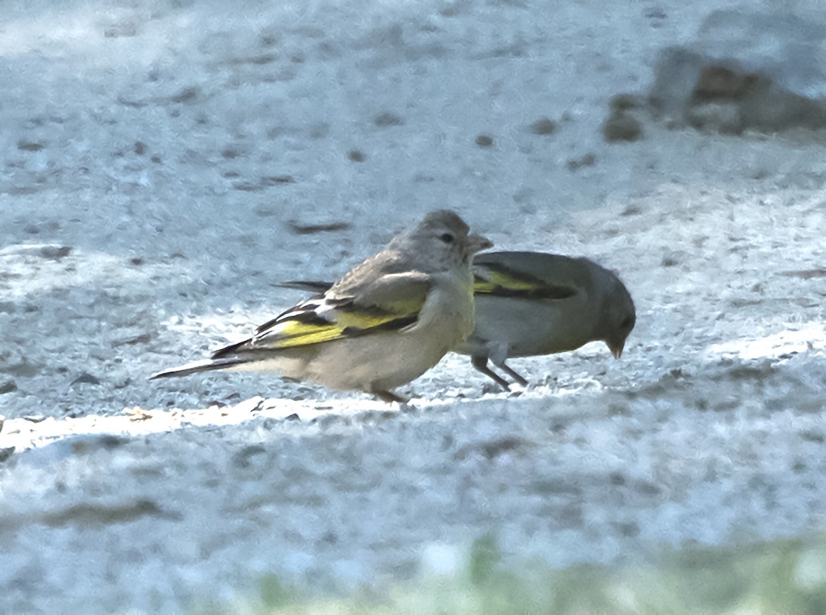 Lawrence's Goldfinch - ML107749951