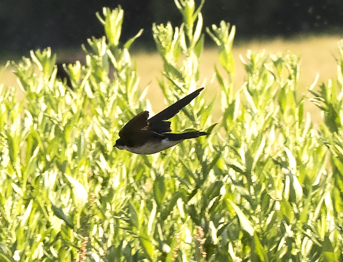 Northern Rough-winged Swallow - Ron Grabyan