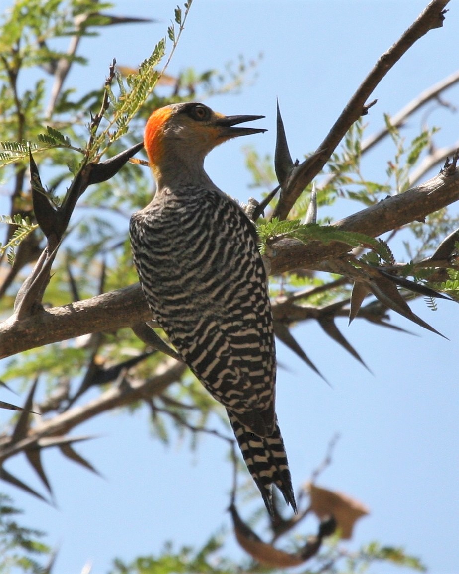 Golden-cheeked Woodpecker - Dean LaTray