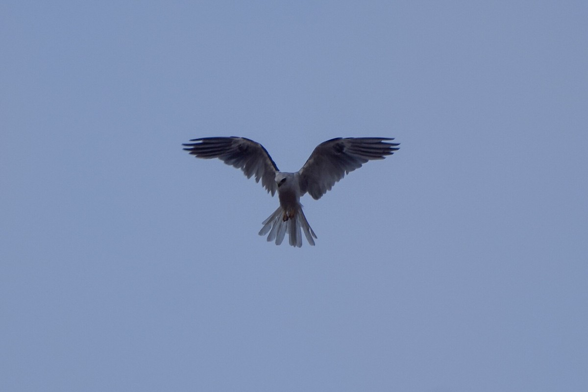 White-tailed Kite - ML107753261