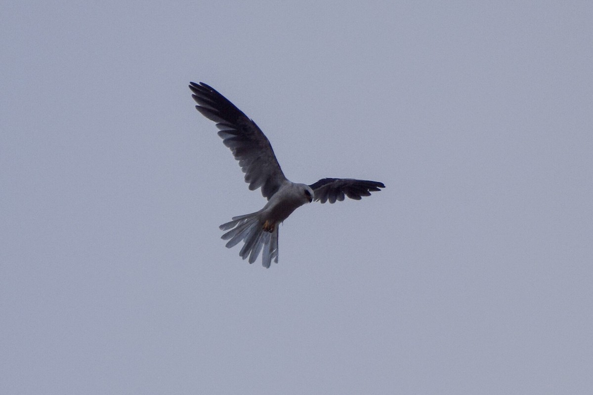 White-tailed Kite - ML107753271