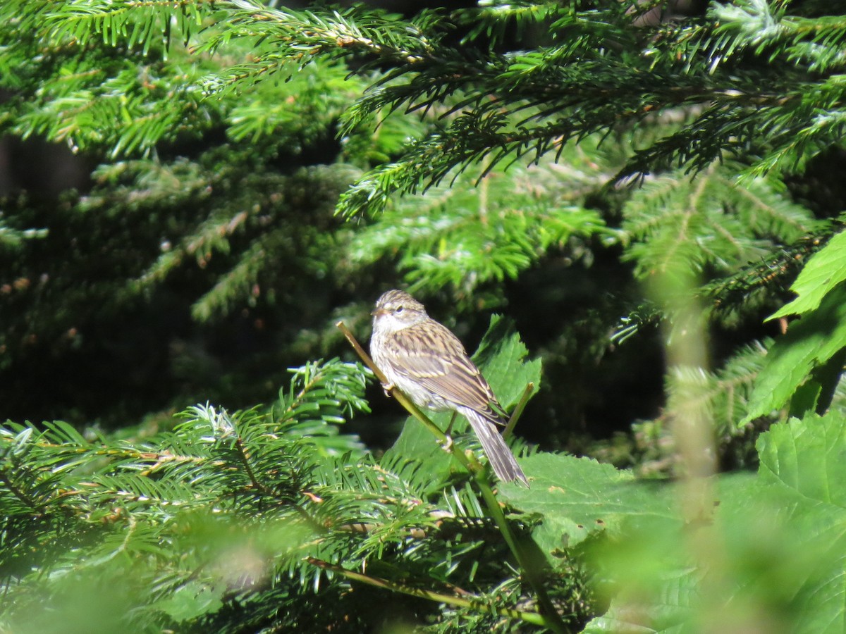 Chipping Sparrow - ML107754221