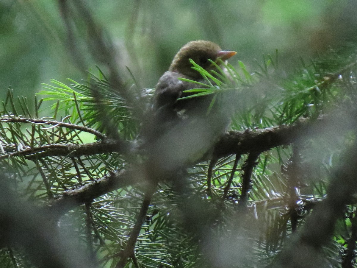 Western Tanager - ML107754871
