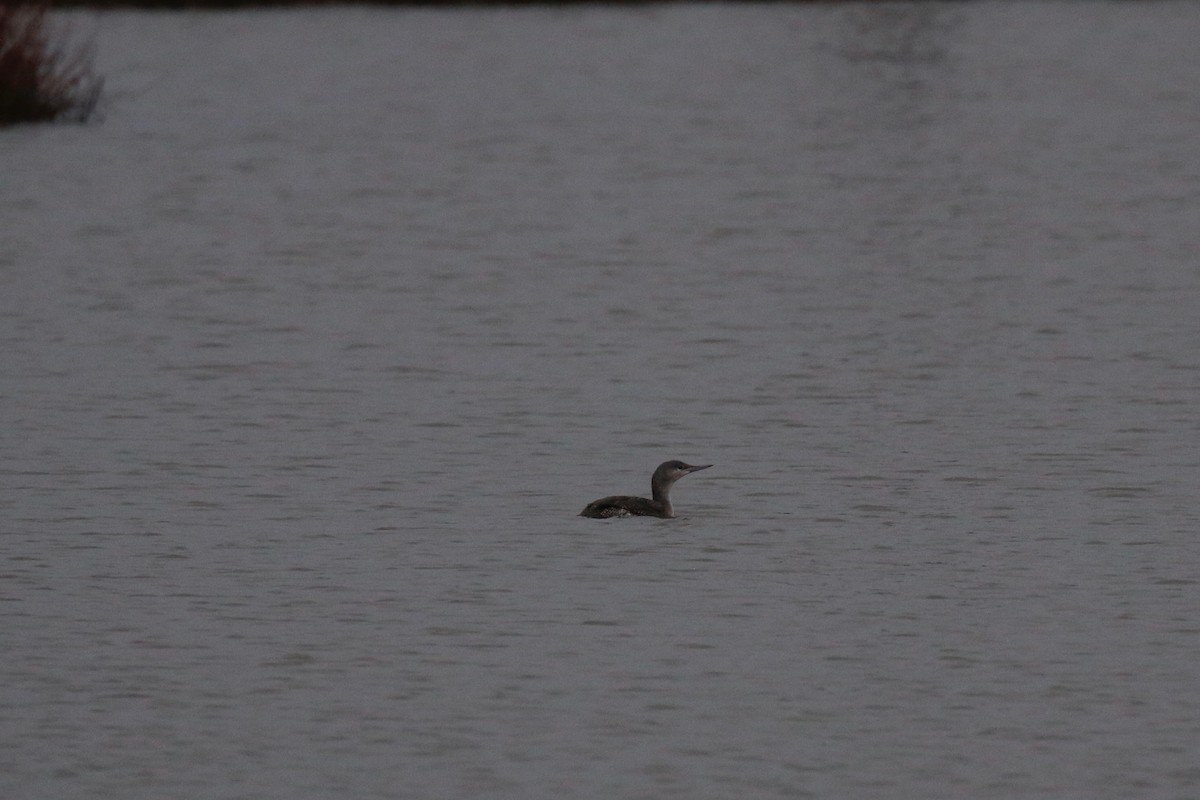 Red-throated Loon - ML107757151