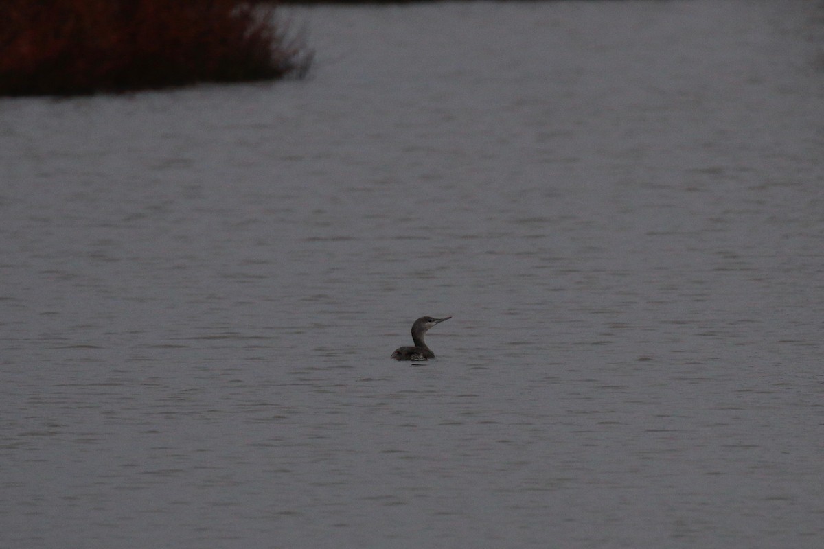 Red-throated Loon - ML107757181