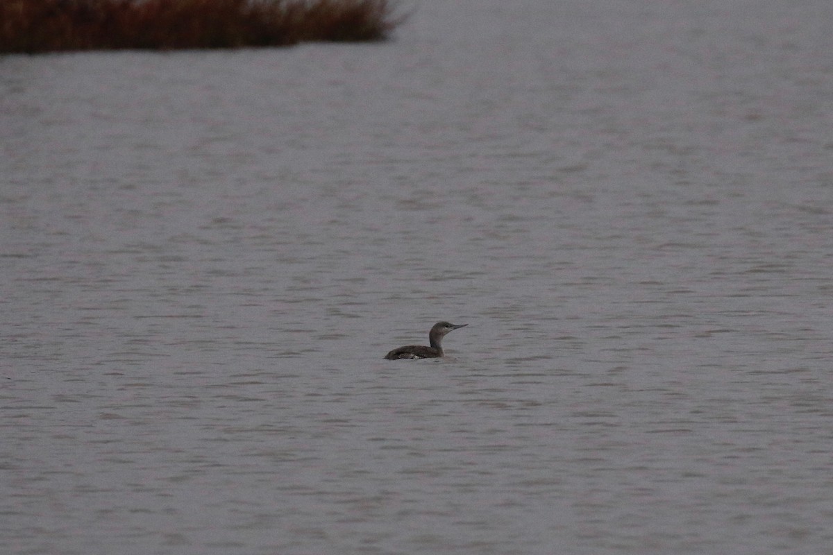 Red-throated Loon - ML107757191