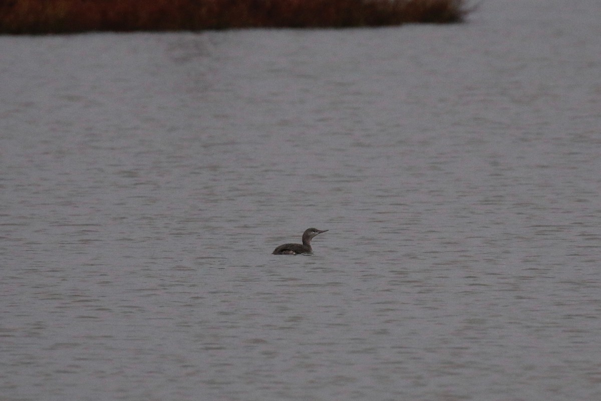 Red-throated Loon - ML107757201