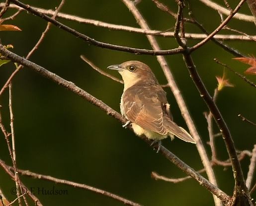 Black-billed Cuckoo - Nova Scotia Bird Records
