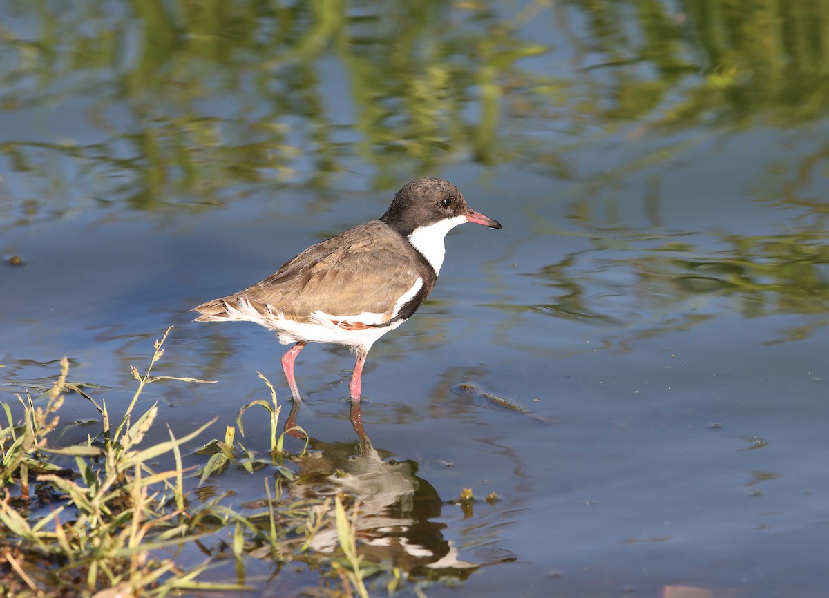 Red-kneed Dotterel - ML107762251
