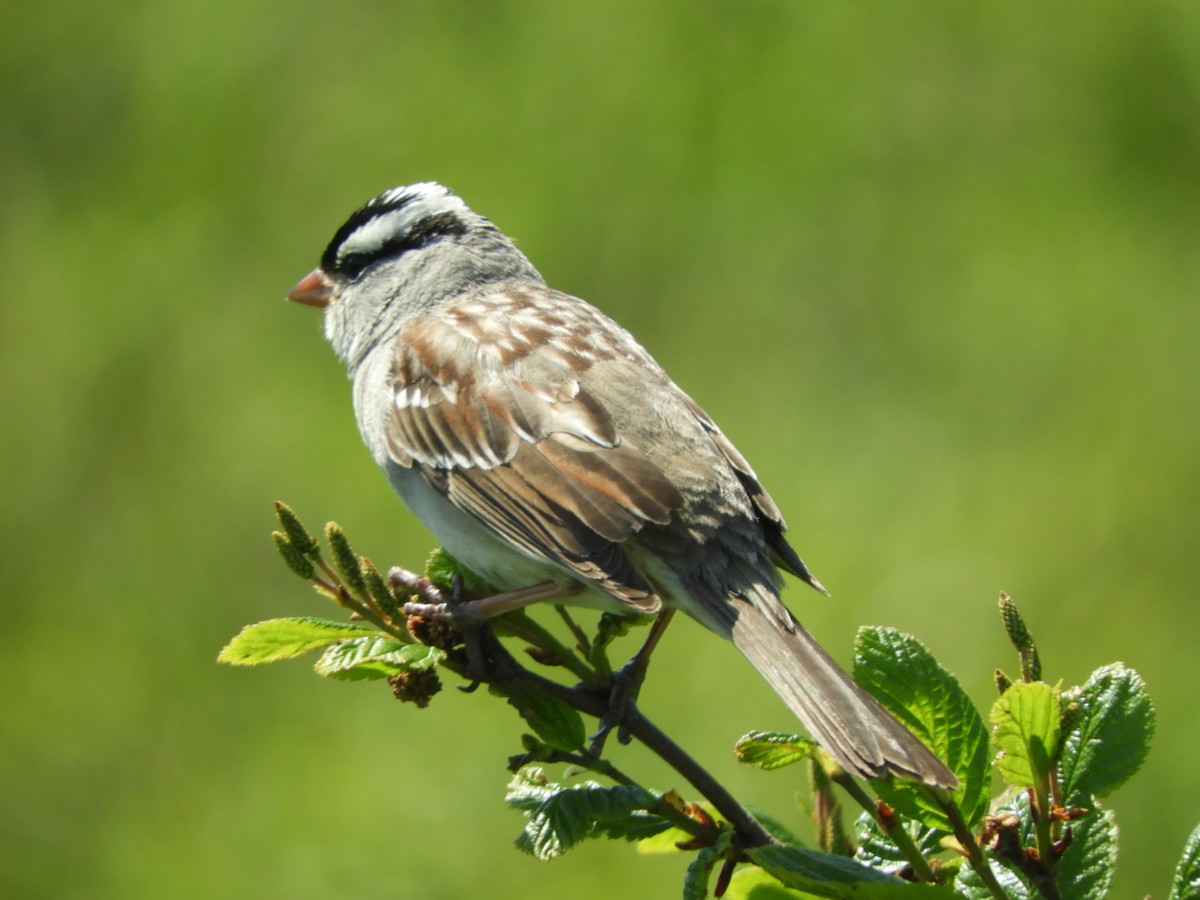 White-crowned Sparrow - ML107762821