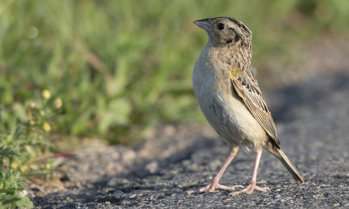 Grasshopper Sparrow - Steve Kelling