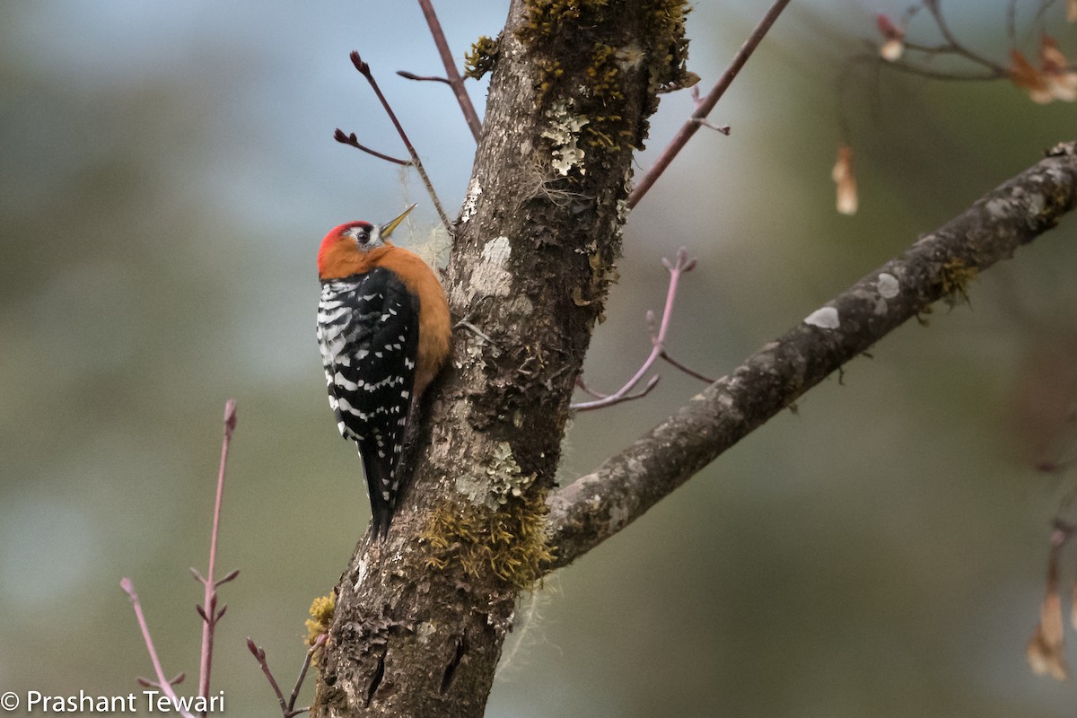 Rufous-bellied Woodpecker - Prashant Tewari