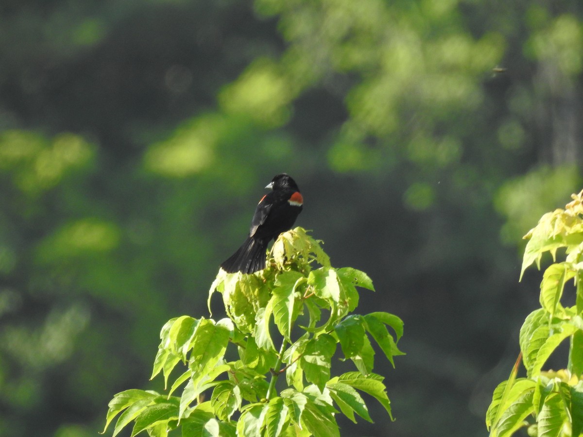 Red-winged Blackbird - ML107766191