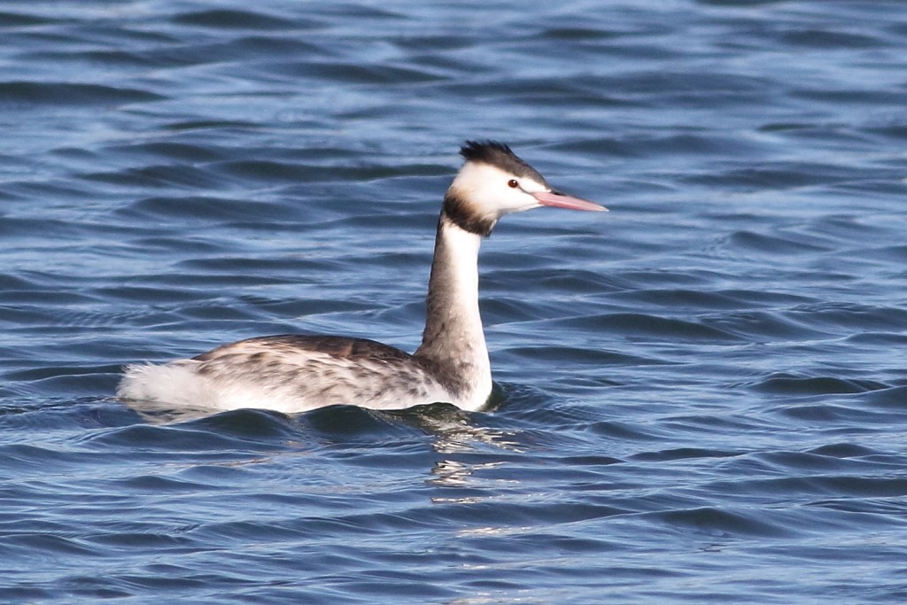 Great Crested Grebe - Leigh Pieterse