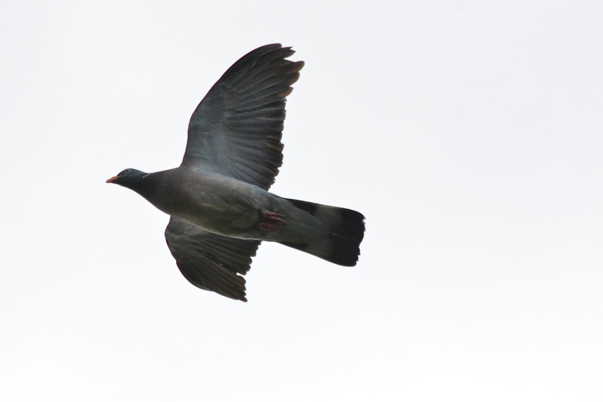 Common Wood-Pigeon - Daniel Meeker