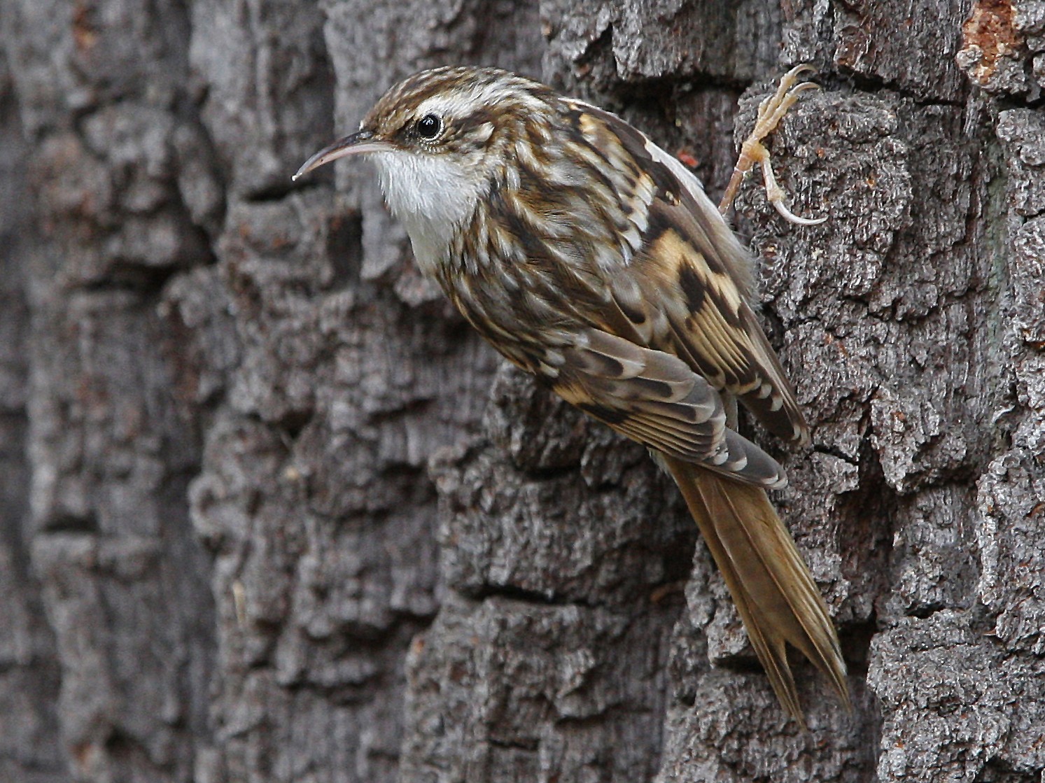 Short-toed Treecreeper - Christoph Moning