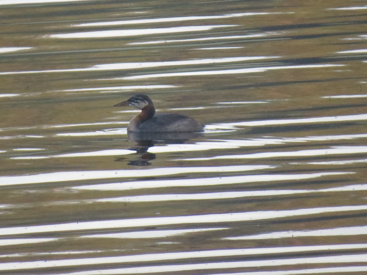 Red-necked Grebe - ML107776031