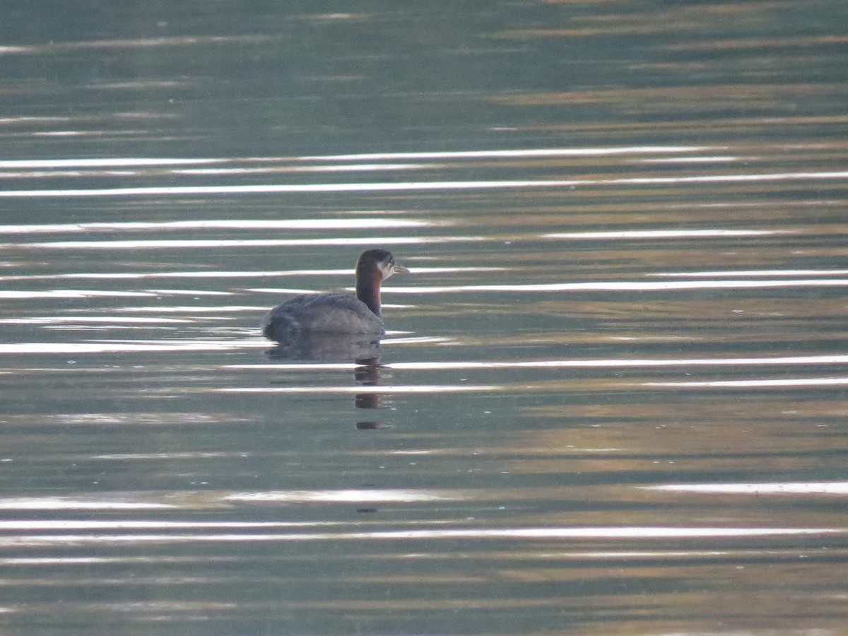 Red-necked Grebe - ML107776061