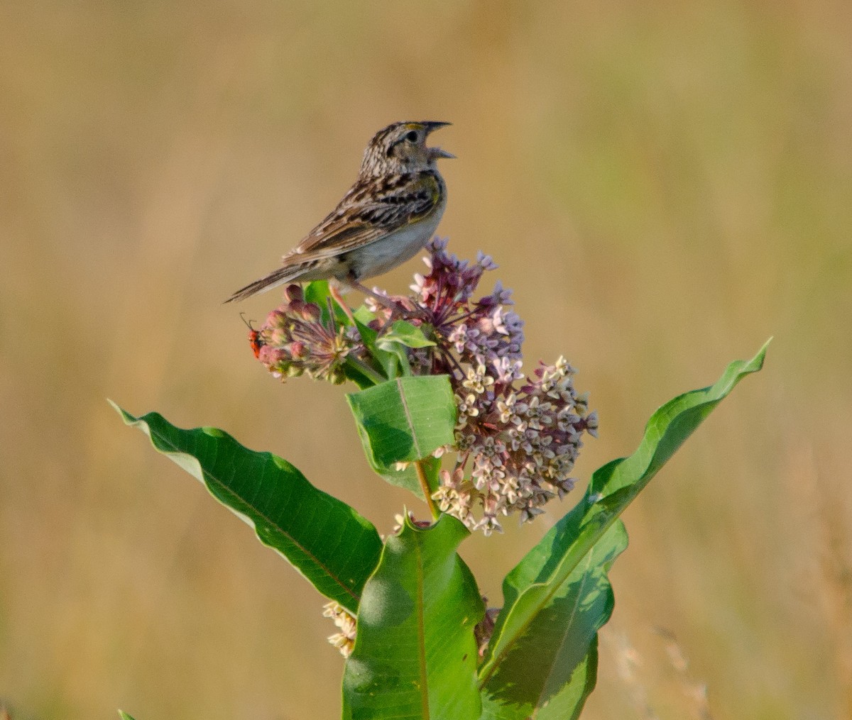 Grasshopper Sparrow - Bob Reiter