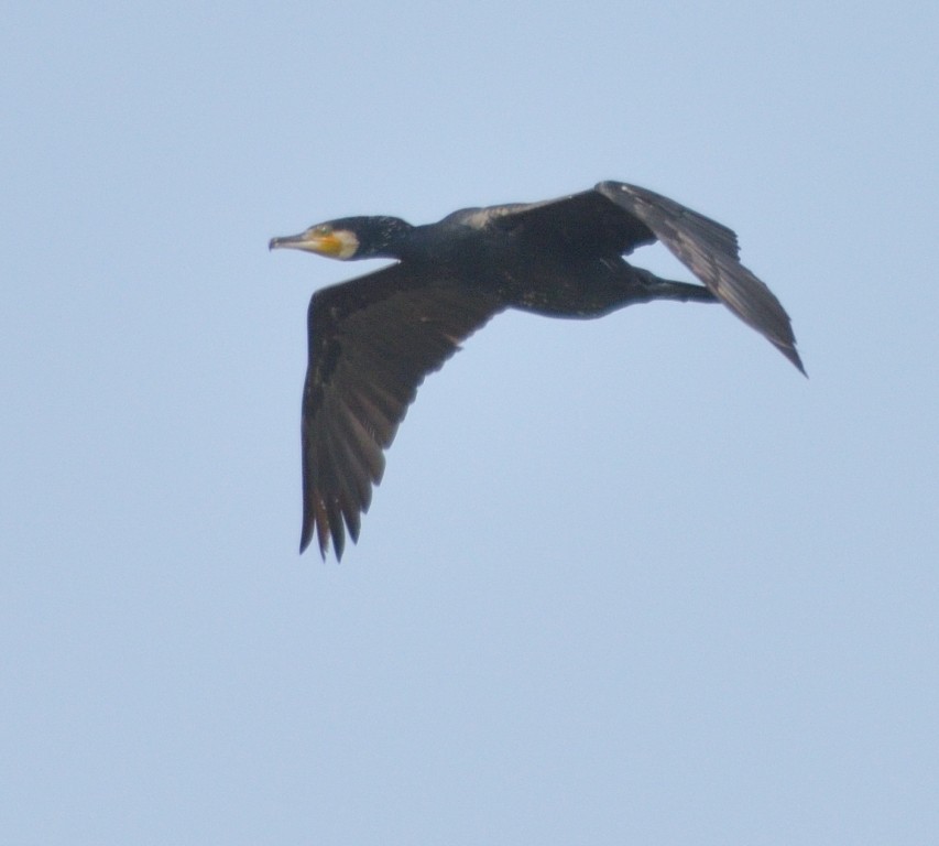 Great Cormorant - Gordan Pomorišac