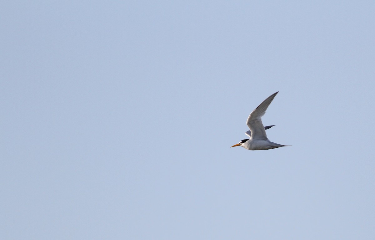 Least Tern - Andy Eckerson