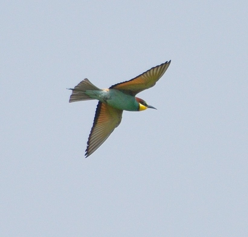 European Bee-eater - ML107778311