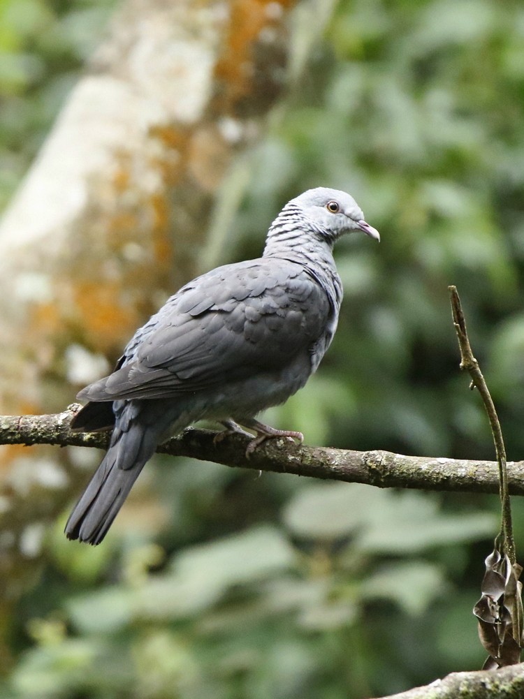 Nilgiri Wood-Pigeon - ML107778981