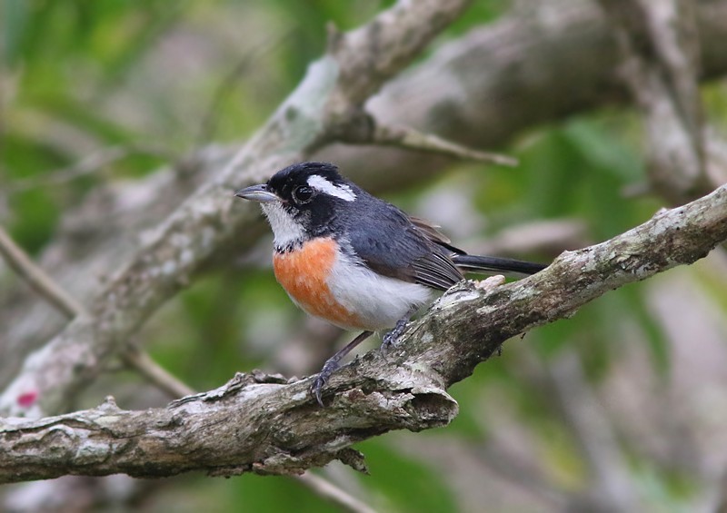 Red-breasted Chat (Red-breasted) - ML107781601