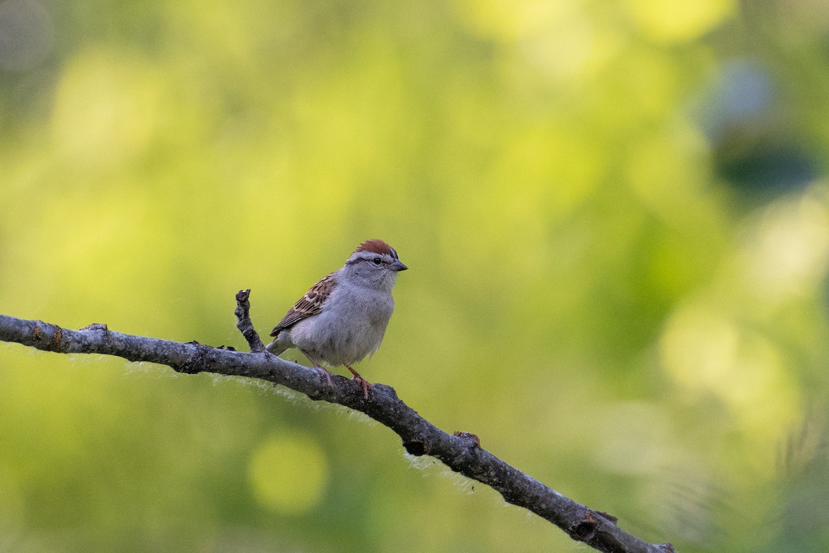 Chipping Sparrow - ML107782711
