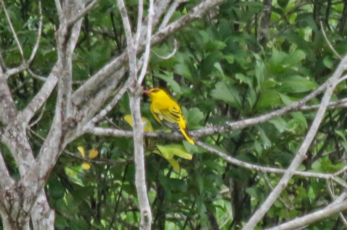 African Golden Oriole - Joan and/or George Sims