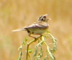Grasshopper Sparrow - pamela graber