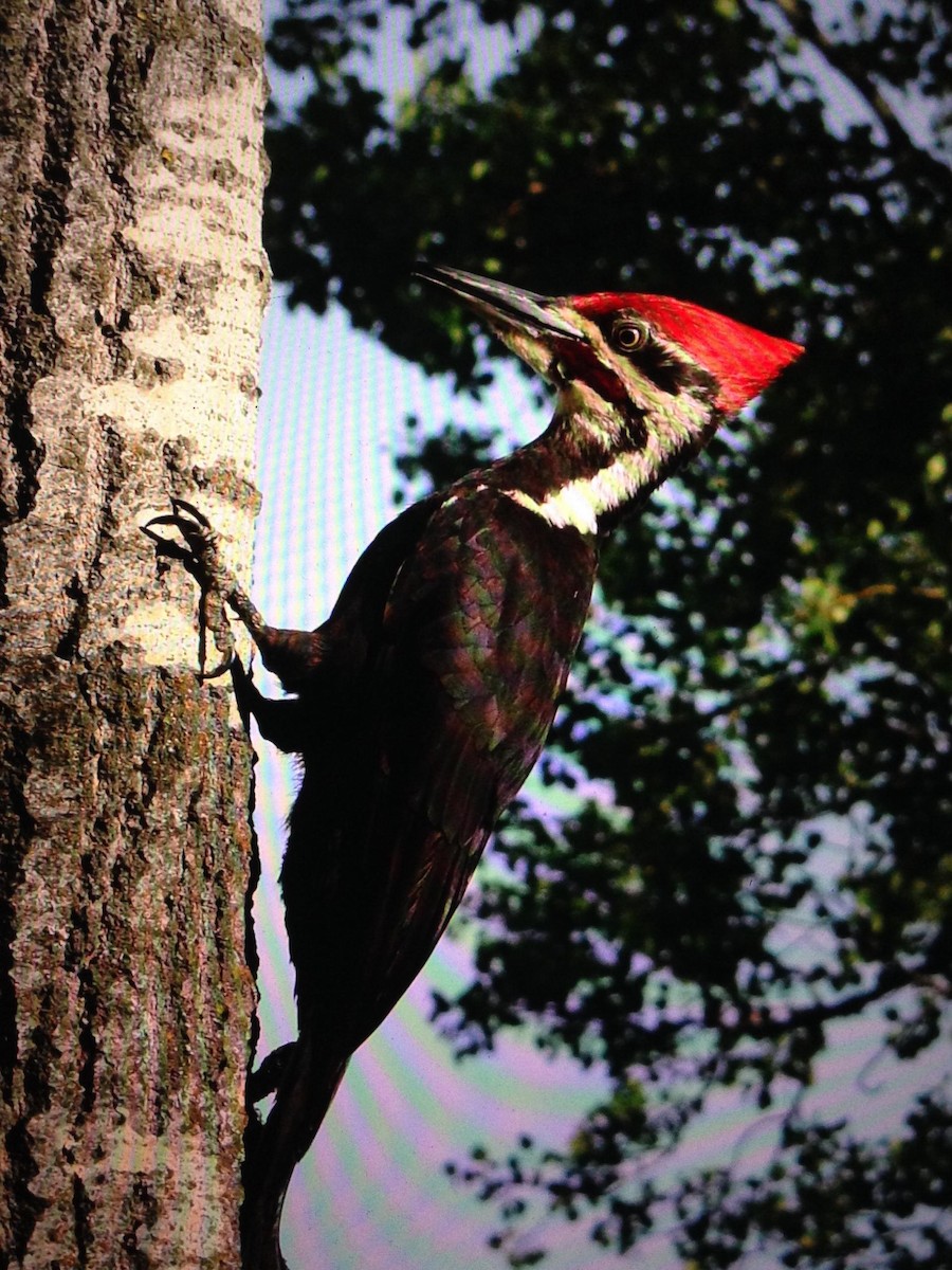 Pileated Woodpecker - ML107784161