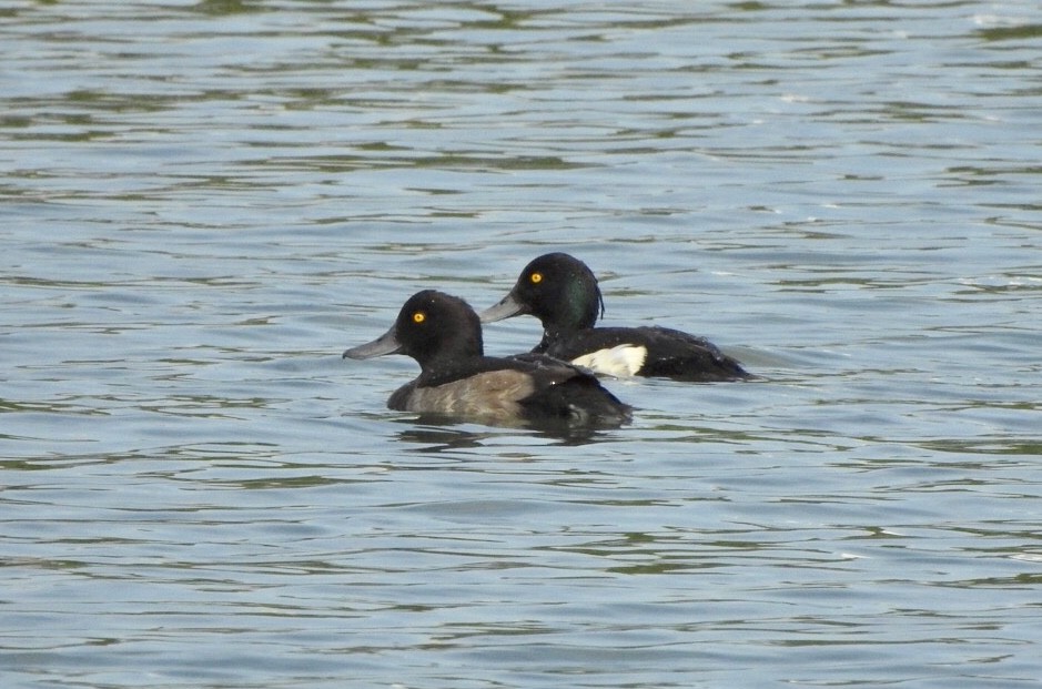Tufted Duck - Ad Konings